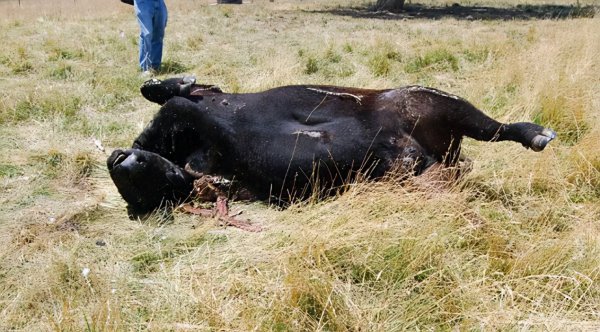 外星人屠牛事件真假