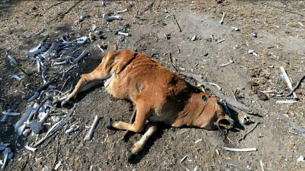 外星人屠牛事件真假