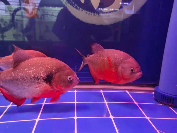 鱼换水要注意什么