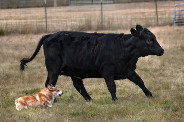 柯基为什么要断尾呢