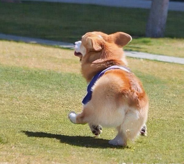 柯基为什么要断尾呢