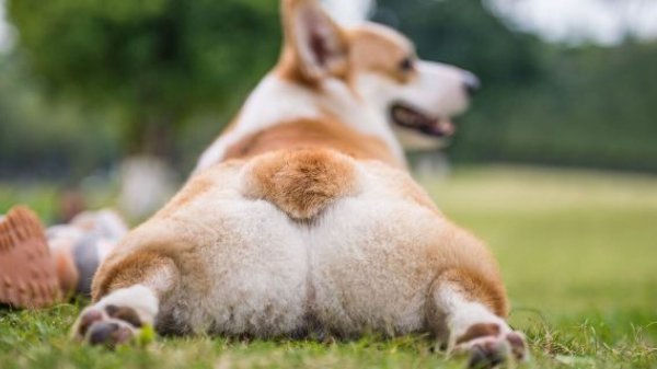 柯基为什么要断尾呢