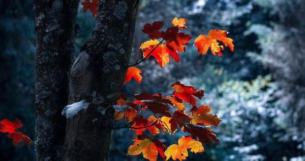 眼光独到的字面含义