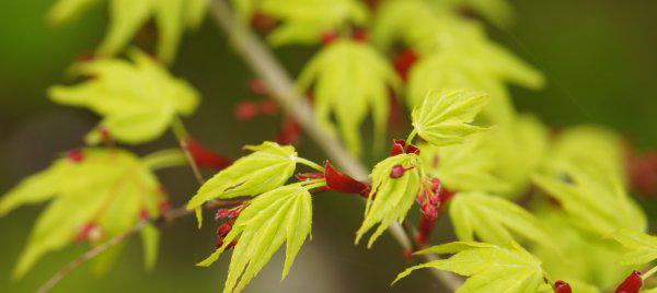 眼光独到的字面含义