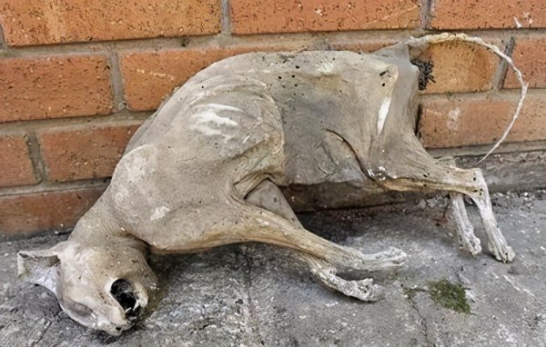 人死在太空中会腐烂吗