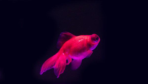 小金鱼身上变黑是怎么情况