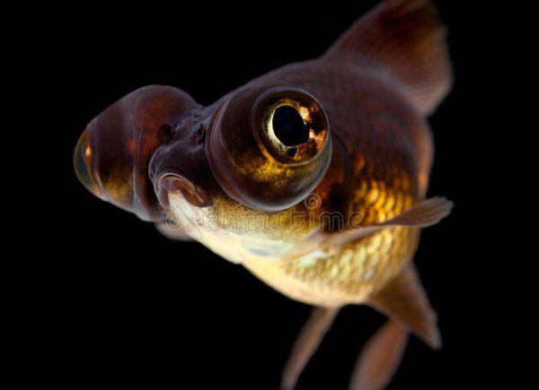 小金鱼身上变黑是怎么情况