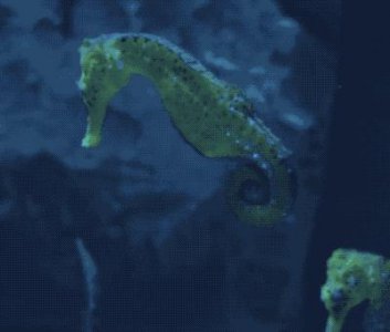 海马是鱼吗 海洋生物海马为什么像马却属于鱼类的一种