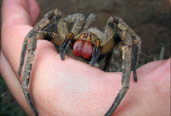 巴西漫游蜘蛛长什么样