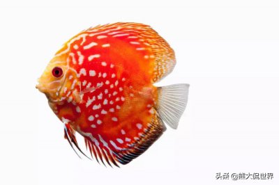 为什么鱼离开水会死 鱼为什么离开了水就活不了了