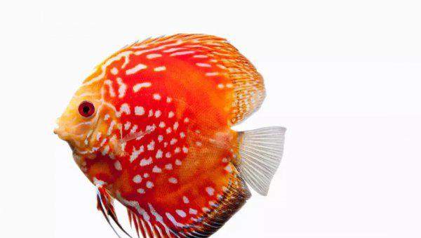 为什么鱼离开水会死