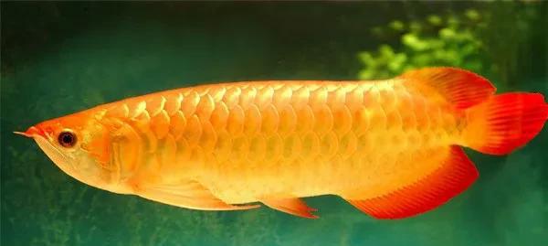 为什么鱼离开水会死