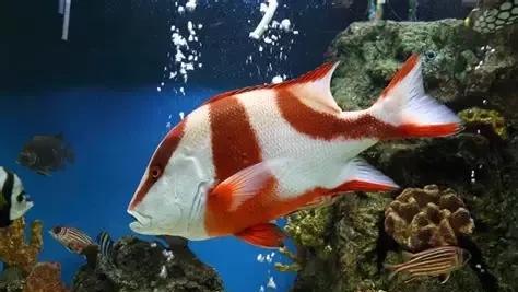 为什么鱼离开水会死