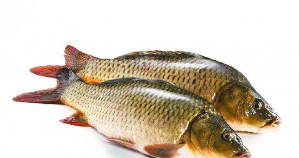 为什么鱼离开水会死