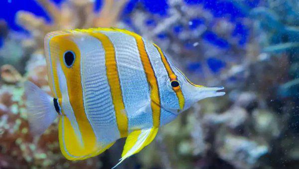 为什么鱼离开水会死