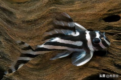 鼠鱼有清缸作用吗 清理鱼缸的鼠鱼好还是清道夫好