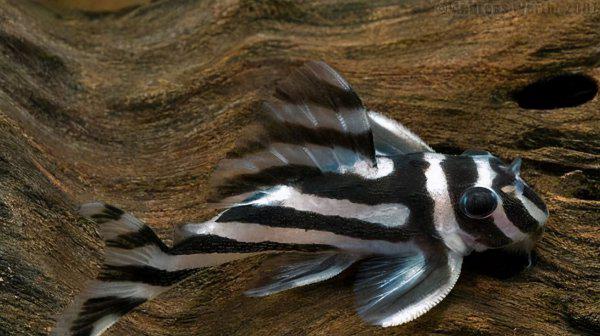 鼠鱼有清缸作用吗