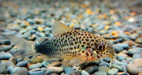 鼠鱼有清缸作用吗