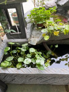 不换水的古法养鱼教程 古法养鱼水怎么养才会水质清澈