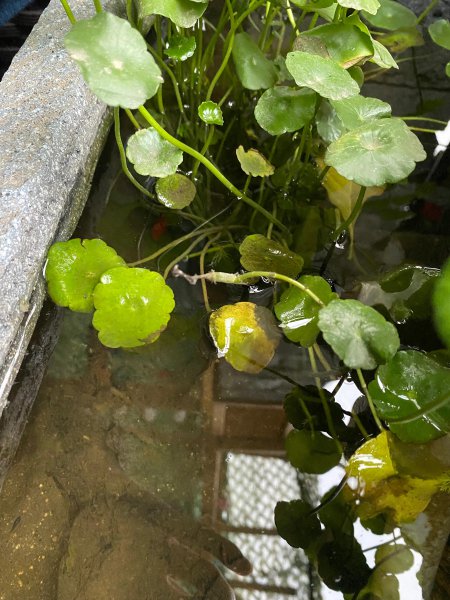 不换水的古法养鱼教程