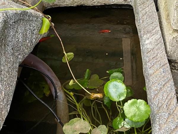 不换水的古法养鱼教程