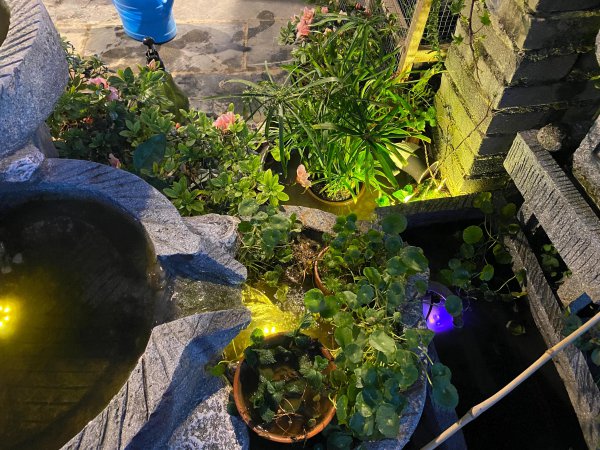 不换水的古法养鱼教程