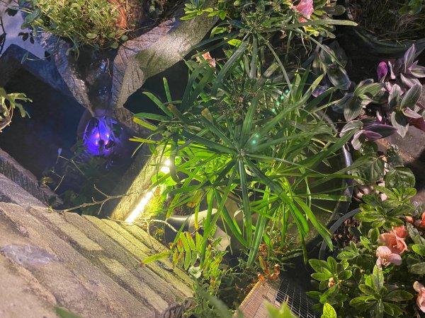 不换水的古法养鱼教程