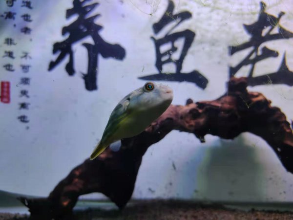 鱼身上有一层氧气泡怎么回事