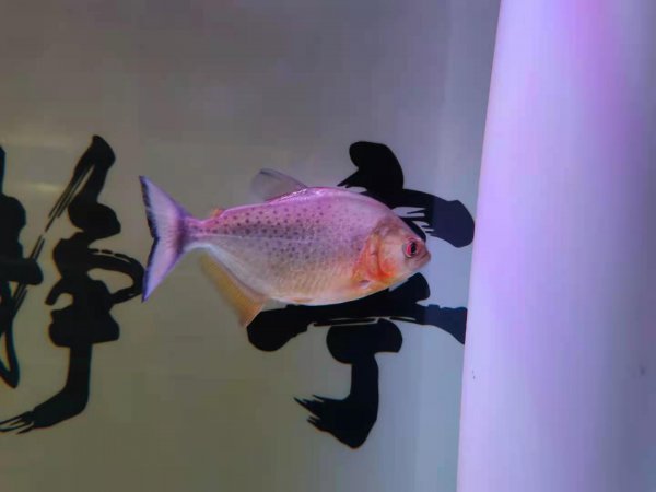 鱼身上有一层氧气泡怎么回事