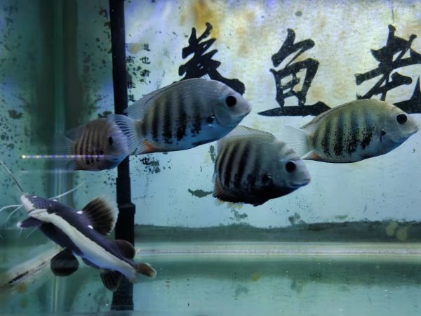 鱼身上有一层氧气泡怎么回事