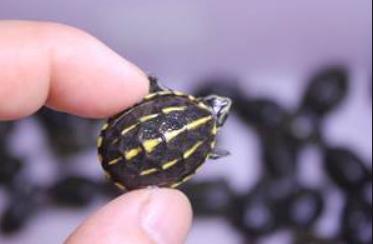 剃刀龟可以深水养吗