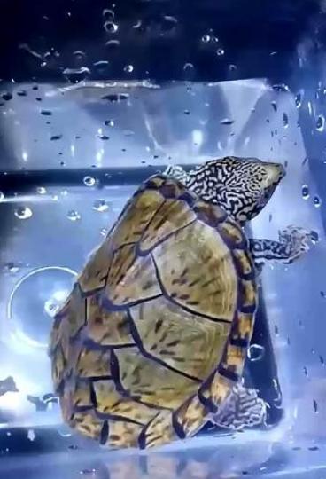 剃刀龟可以深水养吗