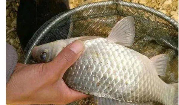 现在钓鱼钓深水好还是浅水好