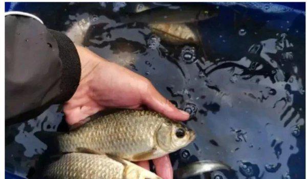 现在钓鱼钓深水好还是浅水好