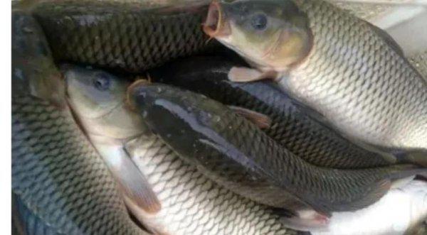 现在钓鱼钓深水好还是浅水好