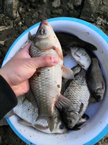 用蚯蚓钓鲫鱼怎样调漂正确