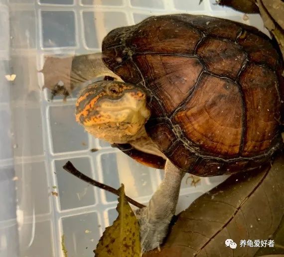 乌龟跑了该怎么找回来