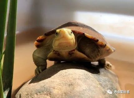 乌龟跑了该怎么找回来