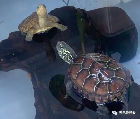 乌龟跑了该怎么找回来