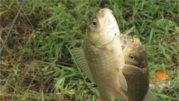 路滑钓鱼怎么调漂