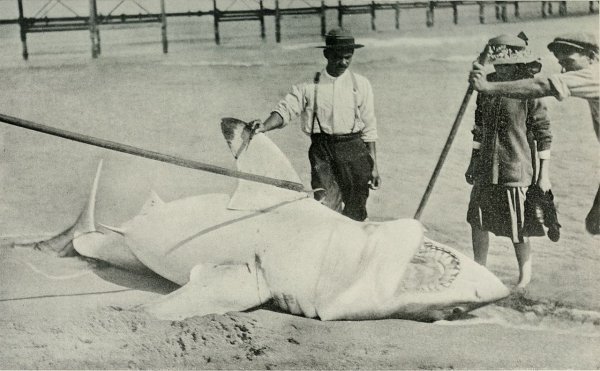 一般情况下鲨鱼有多大