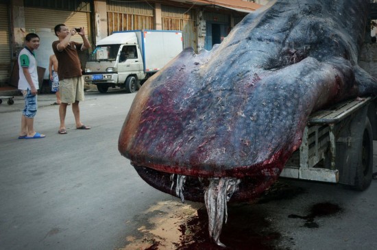 一般情况下鲨鱼有多大