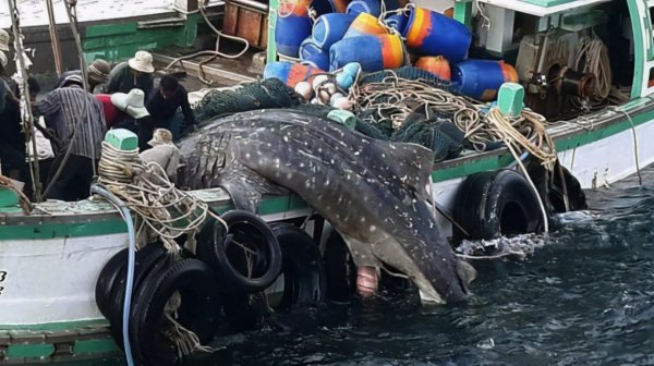 一般情况下鲨鱼有多大