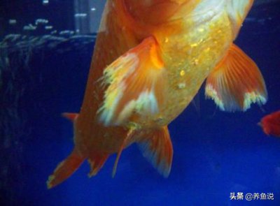 银龙鱼烂尾烂鳍怎么办 观赏鱼鱼鳍烂了的病因和应对方法