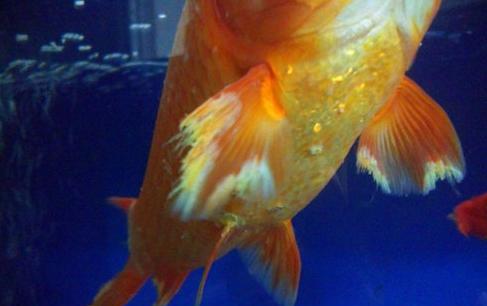 银龙鱼烂尾烂鳍怎么办