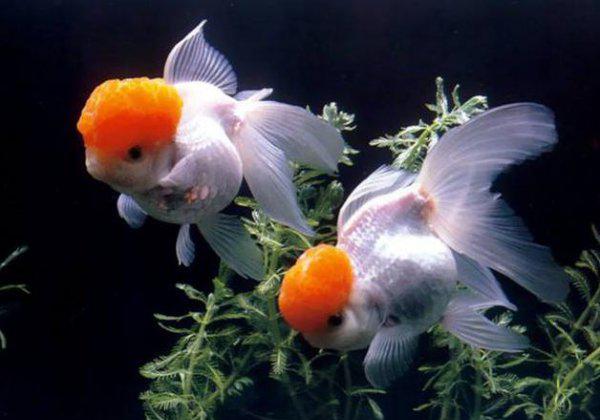 银龙鱼烂尾烂鳍怎么办