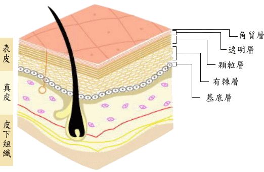 不用洗面奶皮肤会变好吗