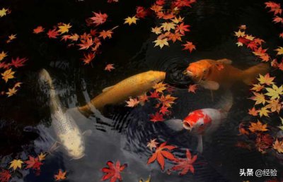 锦鲤吃什么食物有哪些 锦鲤最爱吃的食物都有哪些