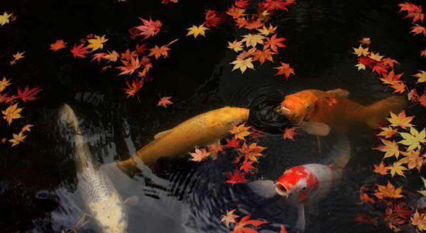 锦鲤吃什么食物有哪些