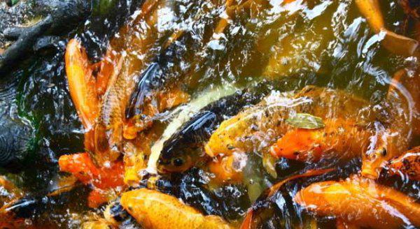 锦鲤吃什么食物有哪些